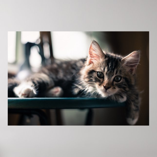 Poster Sweet Tabby (Devant)