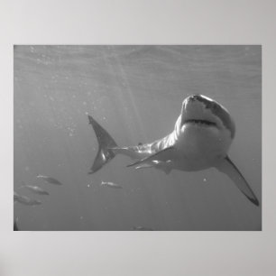 Poster Swimming with Sharks