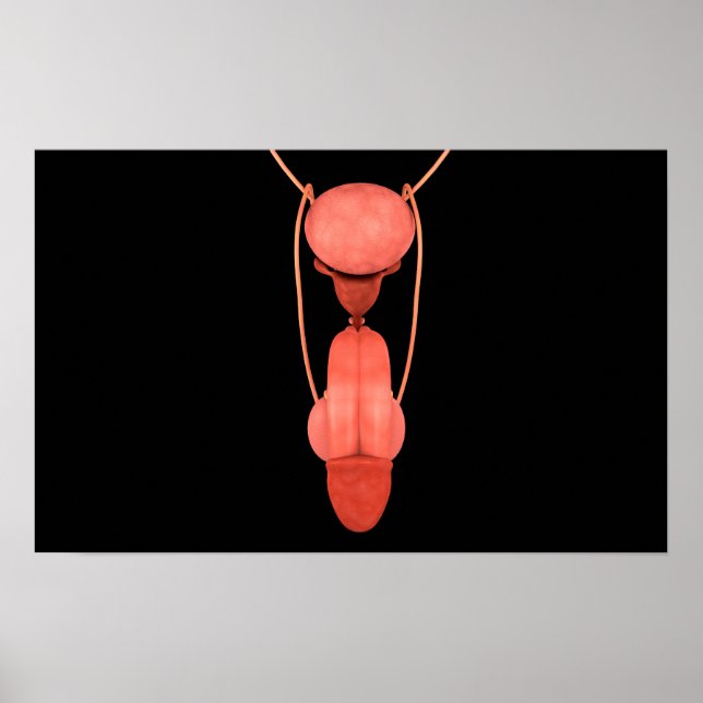 Poster Système de reproduction chez les hommes humains 5 (Devant)