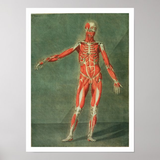 Poster Système Musculaire Superficiel de l'avant du Bo (Devant)