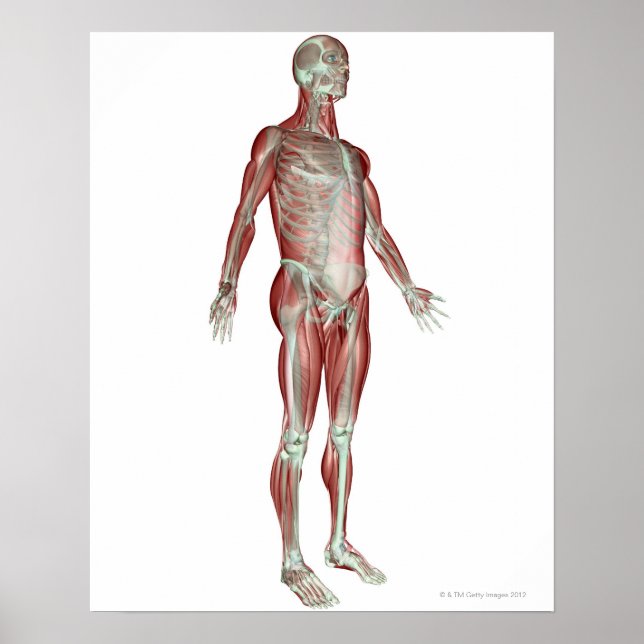 Poster Système musculosquelettique 8 (Devant)
