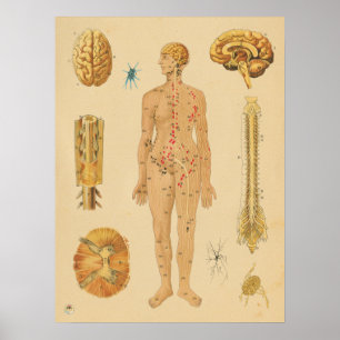 Poster Système nerveux vintage Anatomie humaine Médicale
