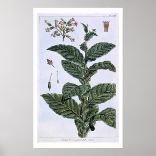 Poster Tabac plante, plaque 7, de 'Collection Precieuse