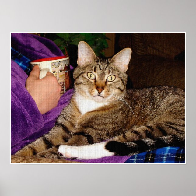 Poster Tabby Break (Devant)