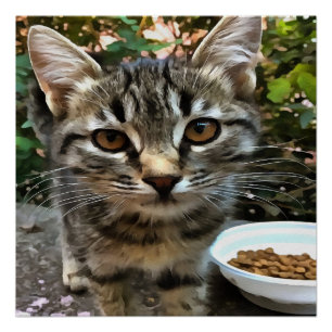 Poster Tabby Cat Kitten Faire contact visuel