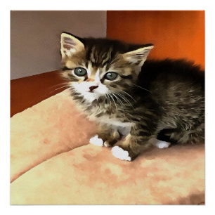 Poster Tabby Cat Kitten Portrait pour animaux