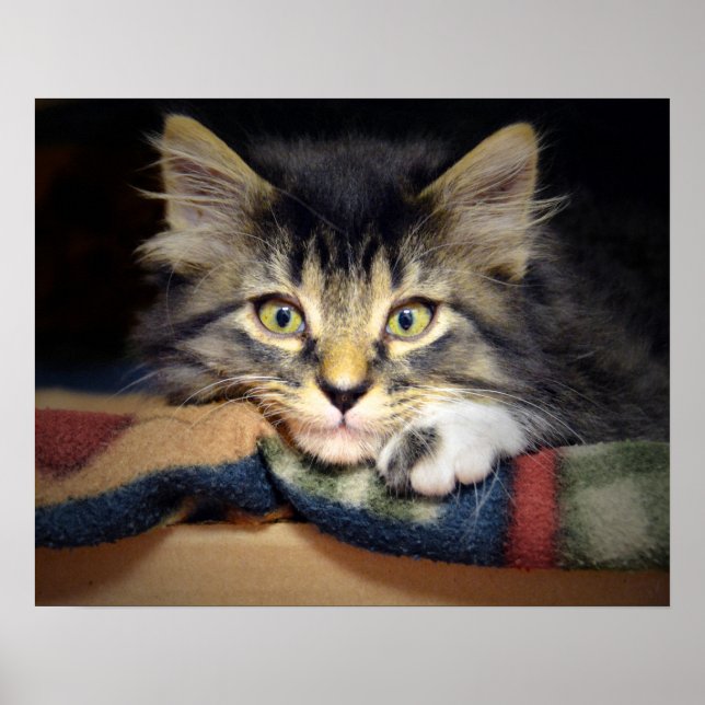 Poster Tabby Kitten réfléchi (Devant)