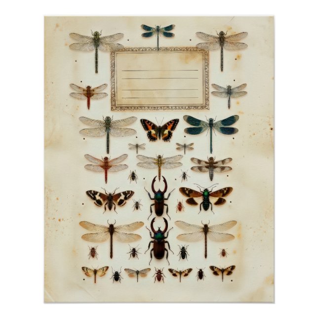 Poster Tableau de spécimens de taxonomie de coléoptère li (Devant)