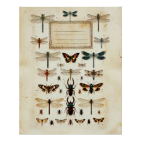 Tableau de spécimens de taxonomie de coléoptères l