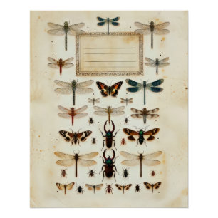 Poster Tableau de spécimens de taxonomie de coléoptères l