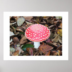 Poster Tabouret rouge, Amanita muscaria