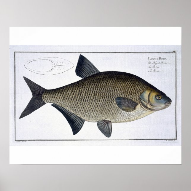Poster Tamise (Cyprinus Brama) XIII de 'Ichthyolog (Devant)