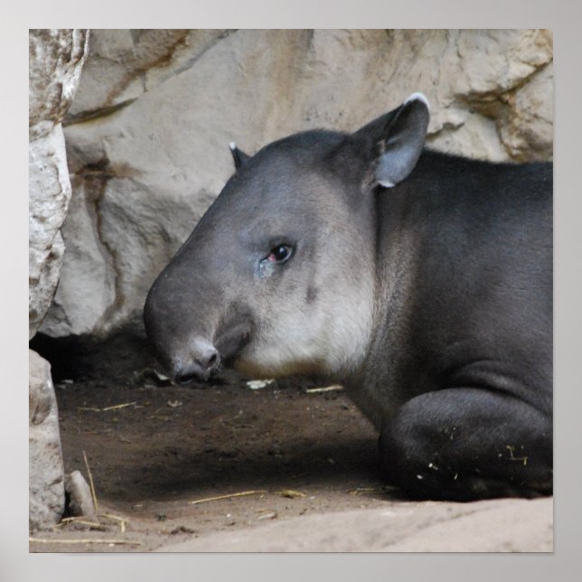Poster Tapir (Devant)