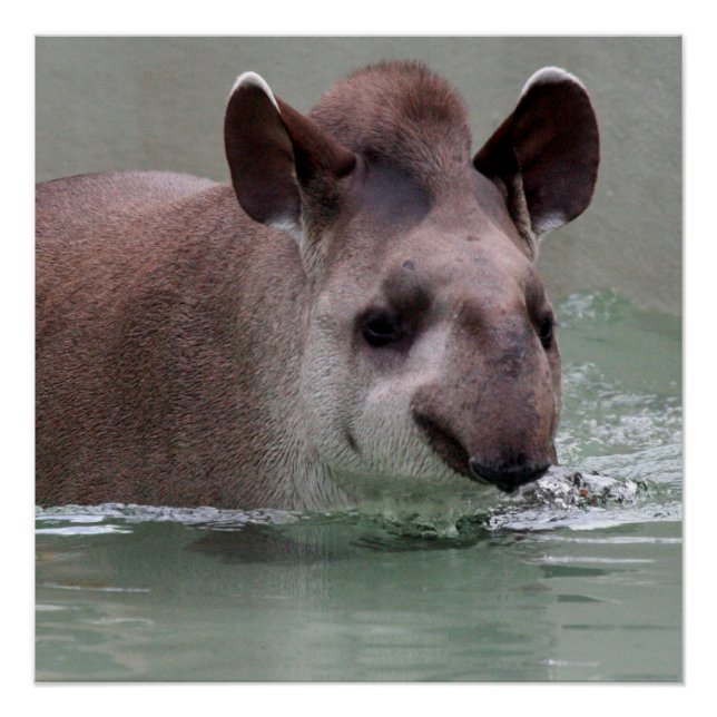 Poster Tapir_2015_0101 (Devant)