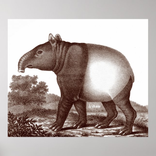 Poster Tapir malaisien dans un paysage d'impression antiq (Devant)