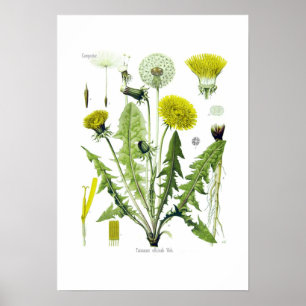Poster Taraxacum officinale (Dandelion)