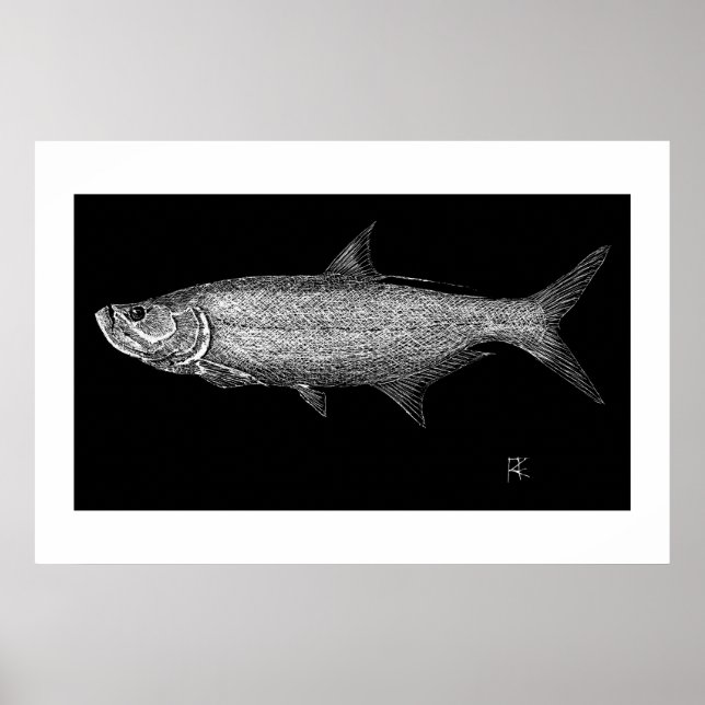 Poster Tarpon Scratch art (Devant)