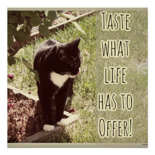 Poster Taste Life Motivational Cat Photo Citation