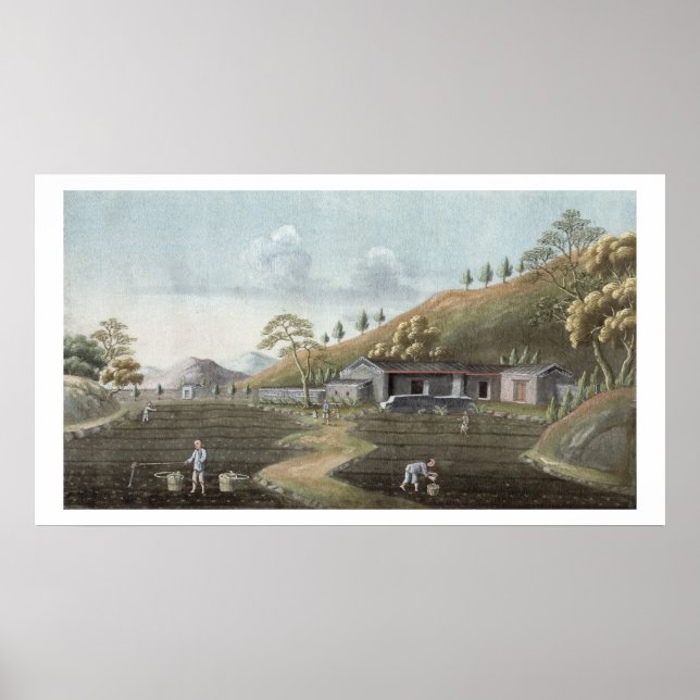 Poster Tea planting (w/c on paper) (Devant)
