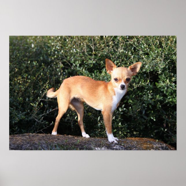 Poster Teacup Chihuahua (Devant)