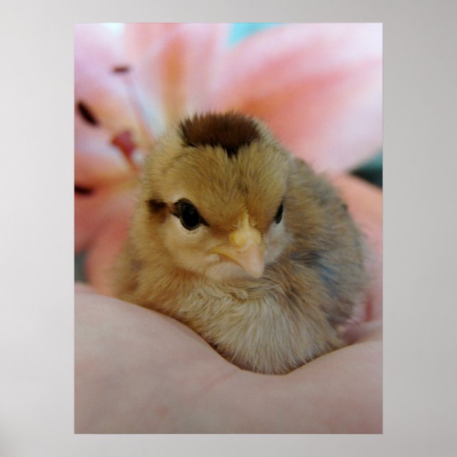 Poster Teeny dans la main (Devant)