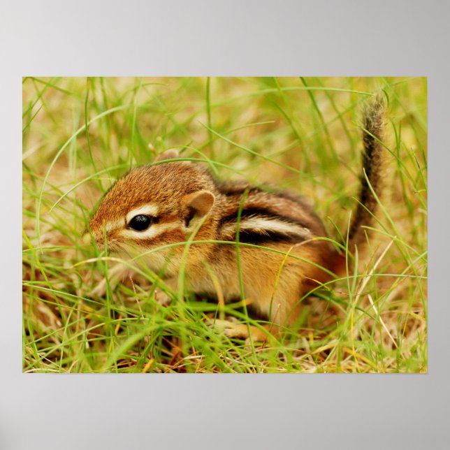 Poster Teeny Tiny Baby Chipmunk (Devant)