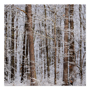 Poster Tempête glaciaire d'hiver dans la forêt