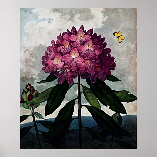Poster Temple D'Art Botanique De Flora Rhododendron (Devant)