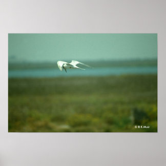 Poster - Terne en vol