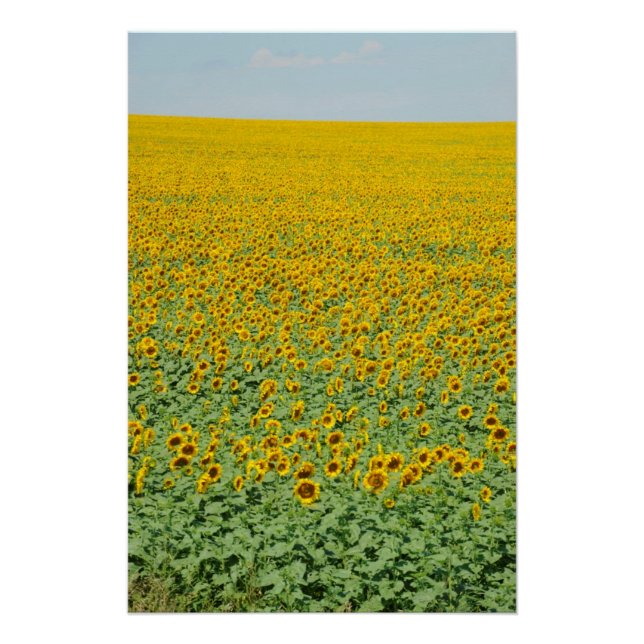 Poster Terrain de tournesol jaune (Devant)