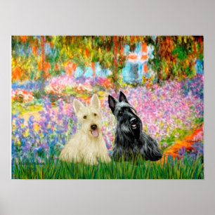Poster Terrier Écossais (deux NB) - Jardin