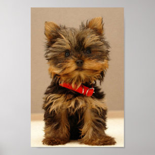 Poster Terrier Puppy du Yorkshire