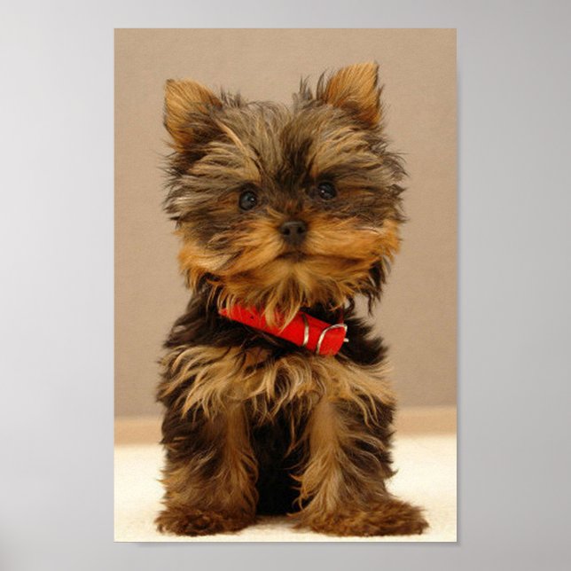 Poster Terrier Puppy du Yorkshire (Devant)