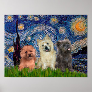 Poster Terriers Cairn (trois) - Nuit étoilée