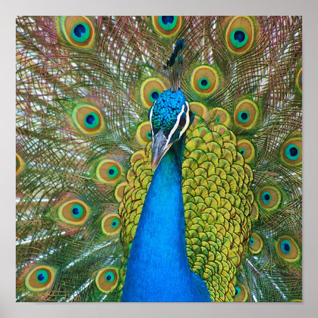 Poster Tête bleue Peacock avec et des plumes de queue col (Devant)