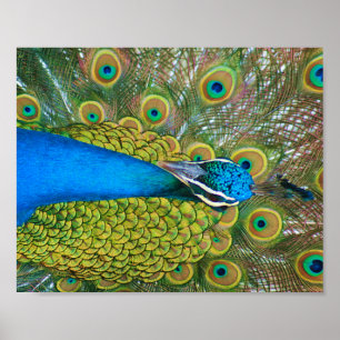 Poster Tête bleue Peacock avec et des plumes de queue col