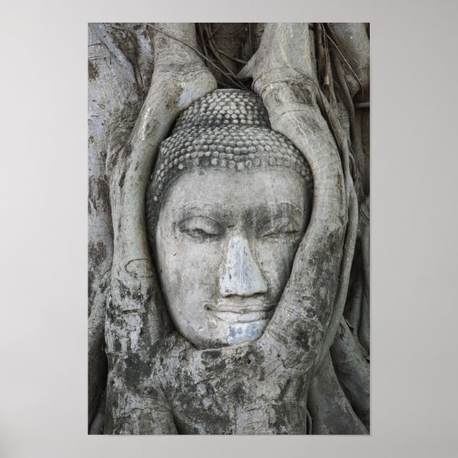 Poster Tête de Bouddha en grès entourée d'arbre (Devant)