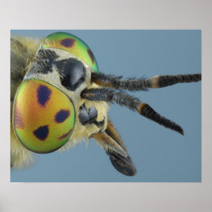 Poster Tête de mouche de cerf