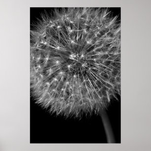 Poster Tête de semence Dandelion