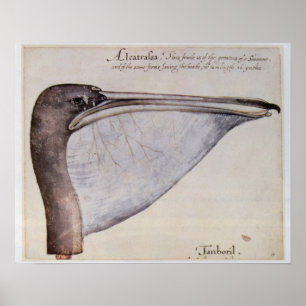 Poster Tête d'un pélican Brown