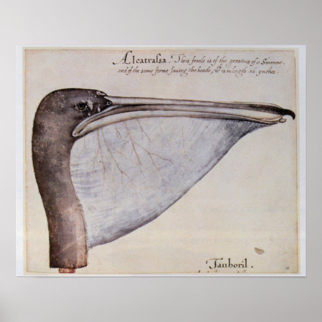 Poster Tête d'un pélican Brown (Devant)