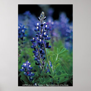Poster / Texas Bluebonnet