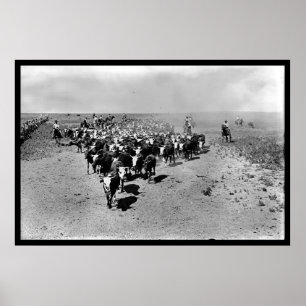 Poster Texas Cattle Drive
