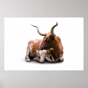 Poster Texas Longhorn Imprimer