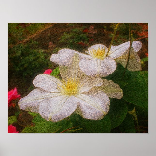 Poster Textes White Clematis Paire Floral Art Imprimer (Devant)
