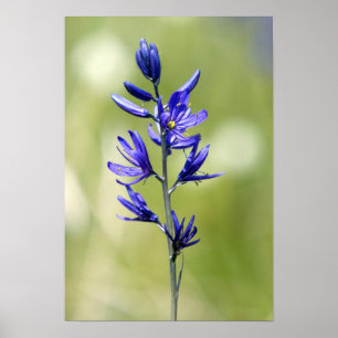 Poster The blossom of a camas lily in Valley County,