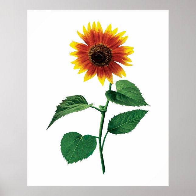 Poster The Dancing Sunflower (Devant)