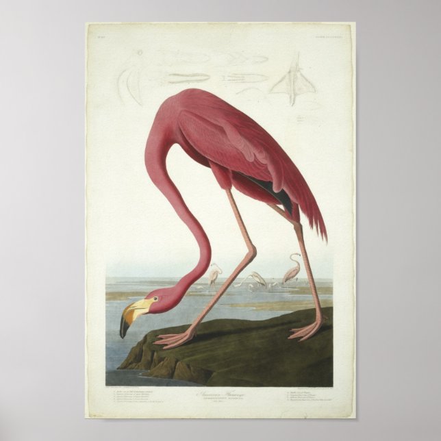 Poster The Flamingo Takes a peek (Devant)