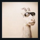 Poster The goat<br><div class="desc">Goat wearing shades.</div>