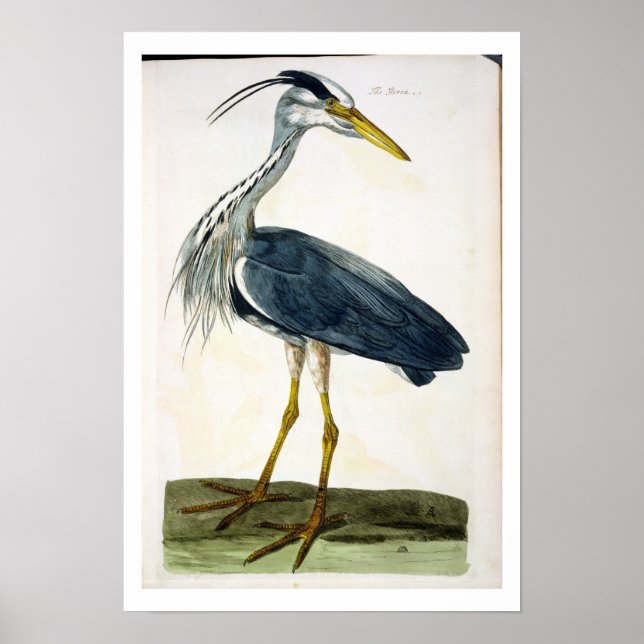 Poster The Heron (Ardea cinerea) plate from 'The British (Devant)